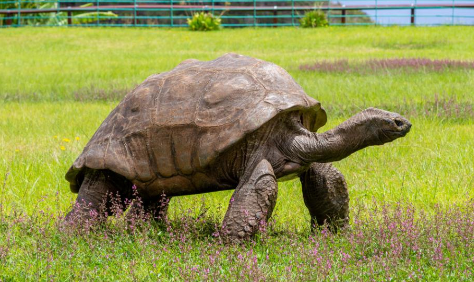 En este momento estás viendo La tortuga más vieja del mundo cumple 190 años